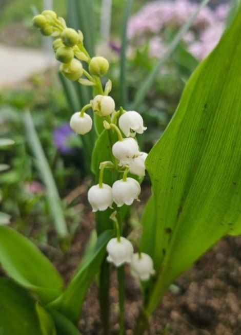 약초원 김종군님의 장터 판매 상품 [토종 은방울꽃10개.100개.500개] 첨부 사진