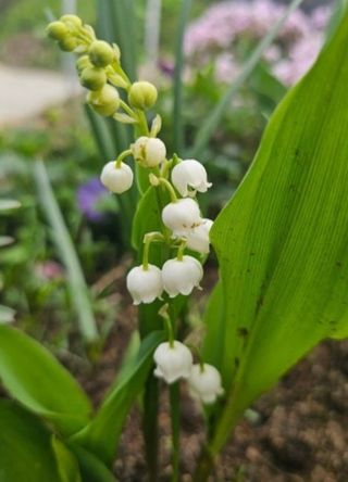 약초원 김종군님의 작성글 사진