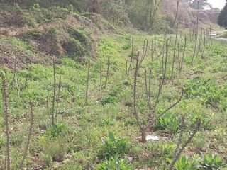 서산팔봉농원님의 자유주제 · 자유게시판 작성글 사진