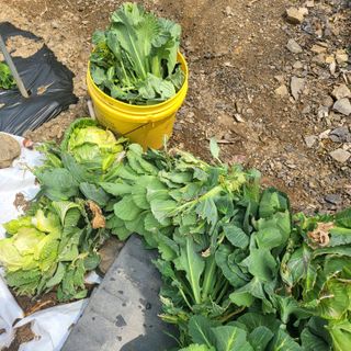 오케바리(옥경종)님의 자유주제 · 자유게시판 작성글 사진