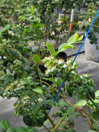 제주 지안이네농장님의 자유주제 · 자유게시판 작성글 사진