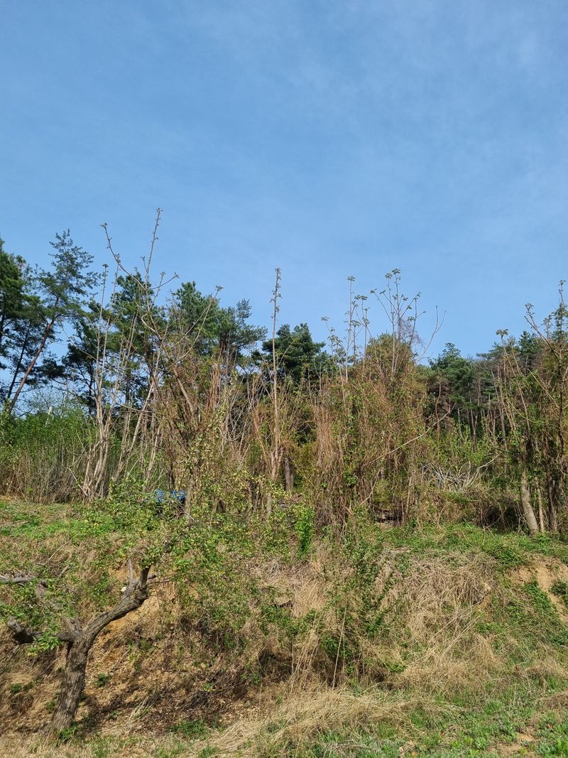 도시농부님의 장터 판매 상품 [참가죽순 2kg] 첨부 사진
