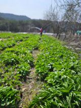 팜모닝 · 게시글 이미지