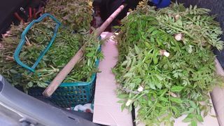 산골촌부님의 자유주제 · 자유게시판 작성글 사진