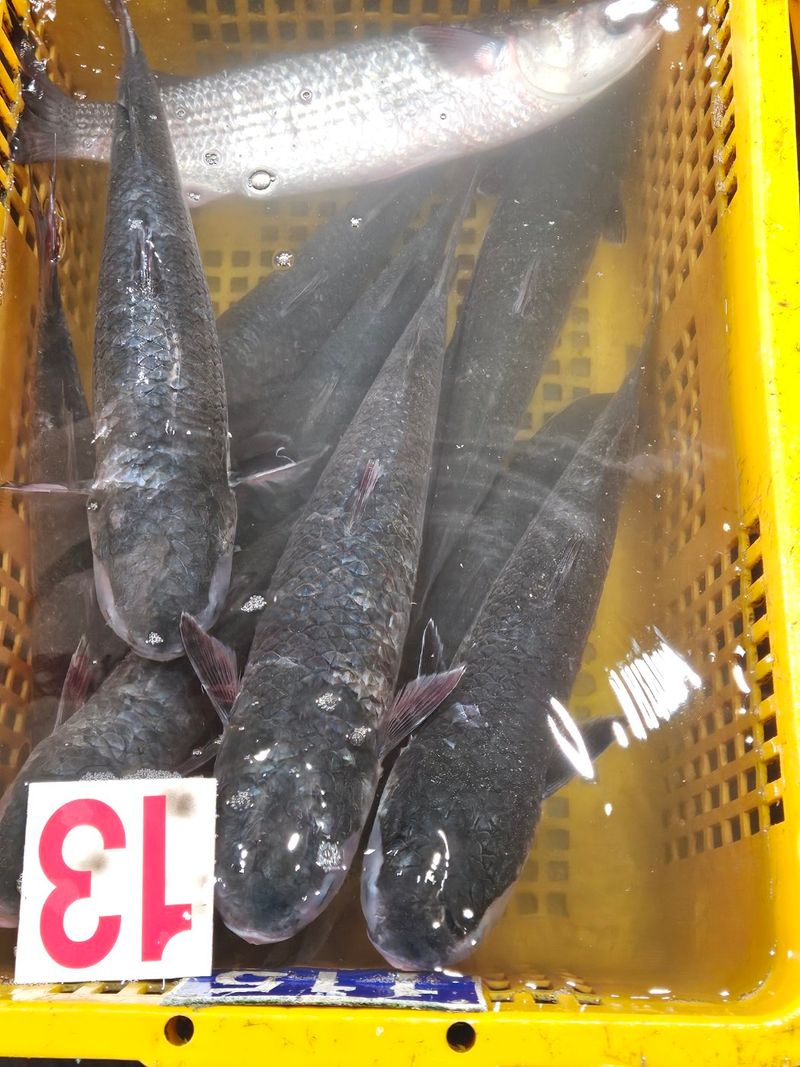 김진국님의 장터 판매 상품 [자연산 숙성 숭어 필렛 2kg 4kg 손질후 순살중량 기준 보리숭어] 첨부 사진