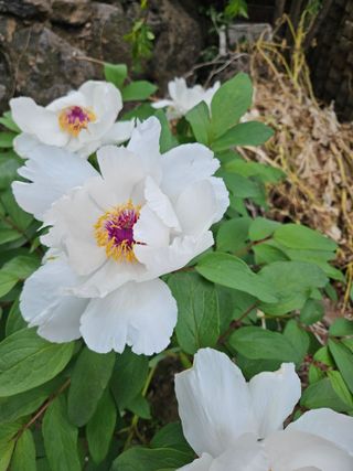 제주 지안이네농장님의 자유주제 · 자유게시판 작성글 사진