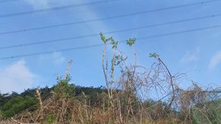 산골촌부님의 자유주제 · 자유게시판 작성글 사진