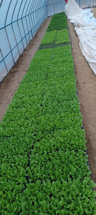 이.일신.꽃분아빠님의 자유주제 · 자유게시판 작성글 사진