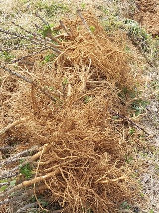 서산팔봉농원님의 자유주제 · 자유게시판 작성글 사진