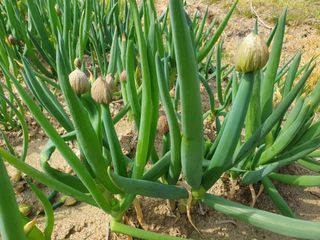 김양석님의 자유주제 · 자유게시판 작성글 사진