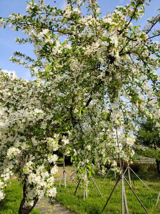 은혜농원(사과농사)님의 자유주제 · 자유게시판 작성글 사진