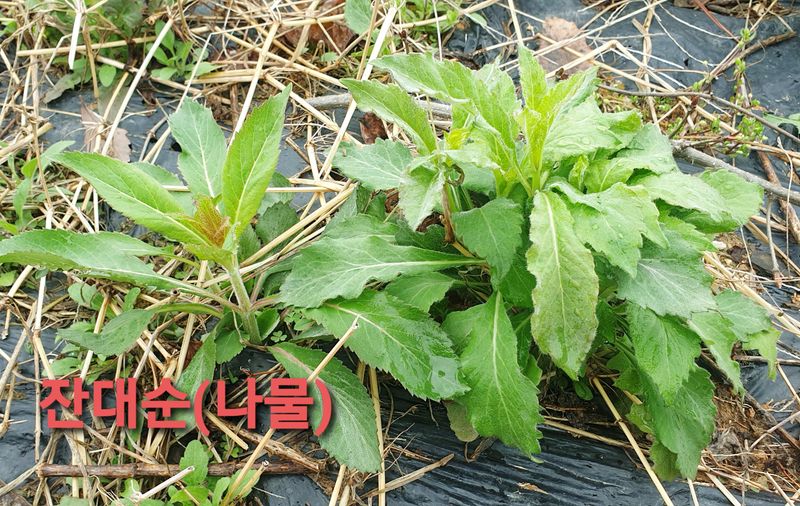 황강순님의 장터 판매 상품 [잔대순(나물)] 첨부 사진