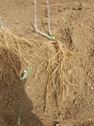 서산팔봉농원님의 자유주제 · 자유게시판 작성글 사진