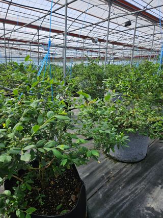 제주 지안이네농장님의 자유주제 · 자유게시판 작성글 사진