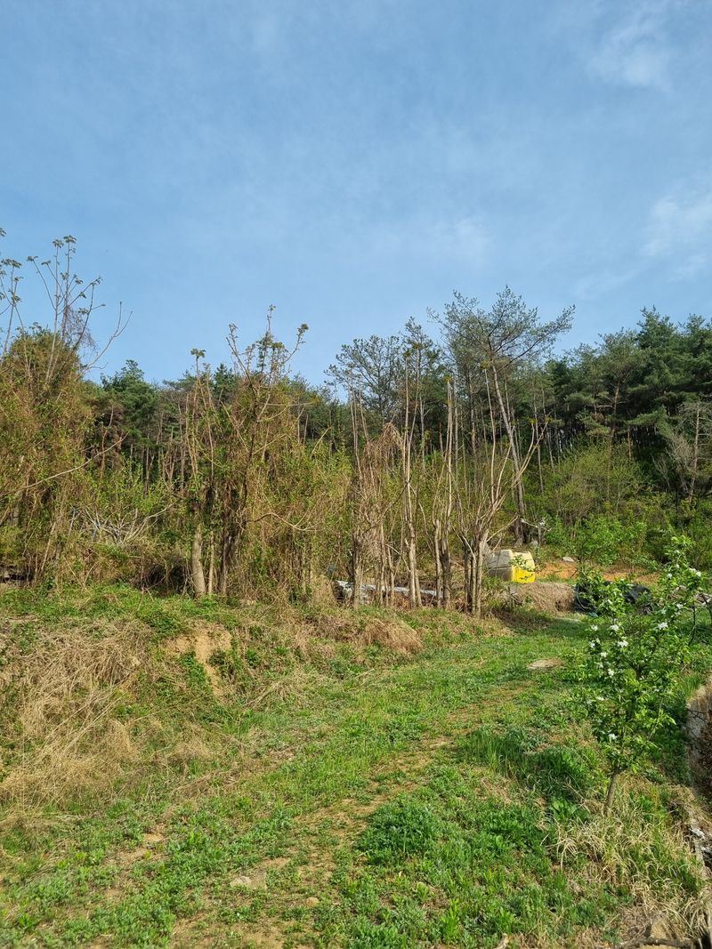 도시농부님의 장터 판매 상품 [참가죽순 2kg] 첨부 사진