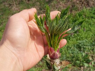 서산팔봉농원님의 자유주제 · 자유게시판 작성글 사진