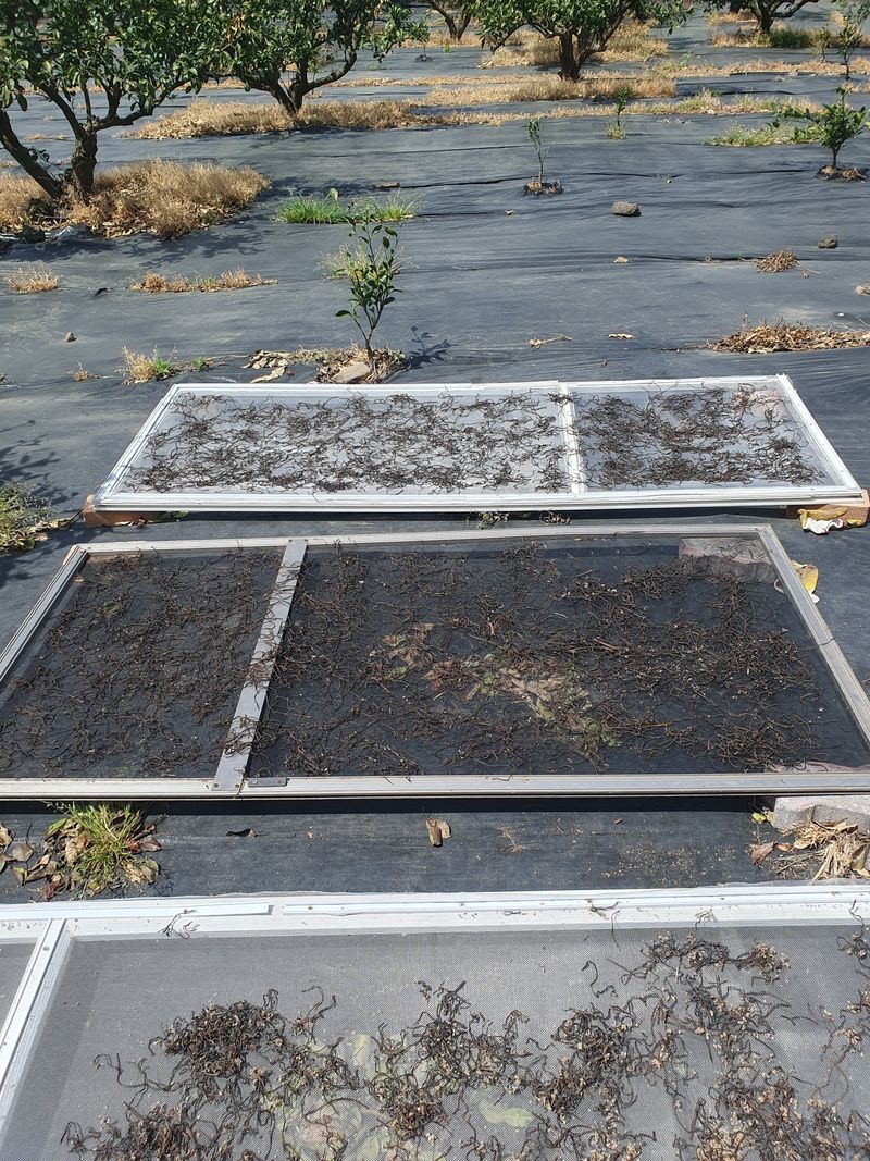 조상길님의 장터 판매 상품 [제주도 고사리 말린고사리] 첨부 사진