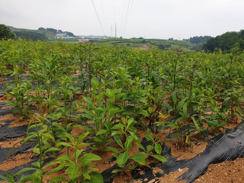황강순님의 장터 판매 상품 [잔대순(나물)] 첨부 사진