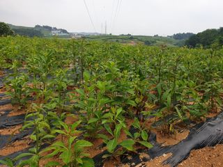 황강순님의 작성글 사진