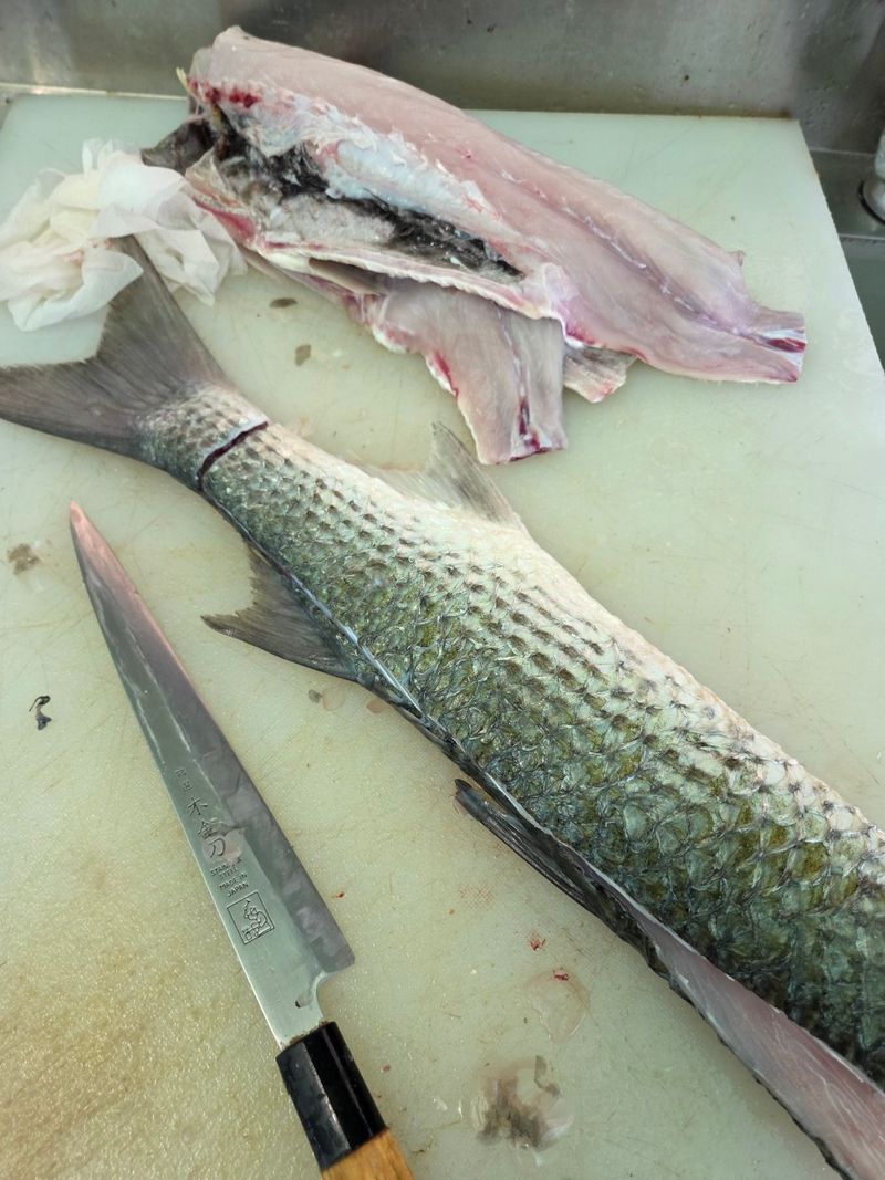 김진국님의 장터 판매 상품 [자연산 숙성 숭어 필렛 2kg 4kg 손질후 순살중량 기준 보리숭어] 첨부 사진