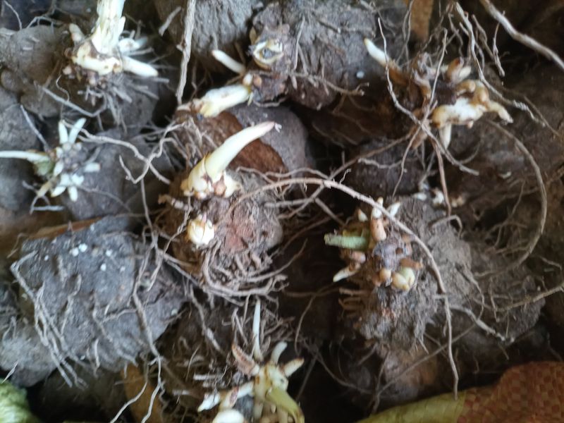 산들농장님의 장터 판매 상품 [둥근마 종근] 첨부 사진