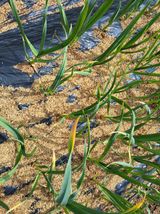 팜모닝 농사, 무엇이든 물어보세요!·참여글 게시글 이미지