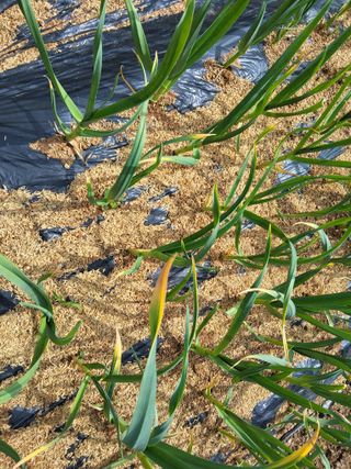 윤무섭님의 농사, 무엇이든 물어보세요! · 참여글 작성글 사진