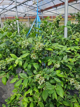 제주 지안이네농장님의 자유주제 · 자유게시판 작성글 사진