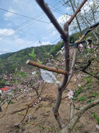 김용대님의 자유주제 · 자유게시판 작성글 사진