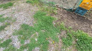 장경연님의 🌿농부님의 제초법은? · 참여글 작성글 사진