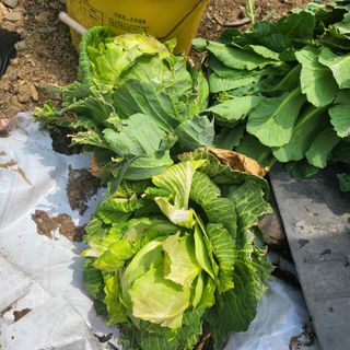 오케바리(옥경종)님의 자유주제 · 자유게시판 작성글 사진