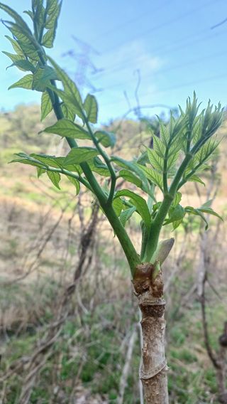 산골촌부님의 자유주제 · 자유게시판 작성글 사진