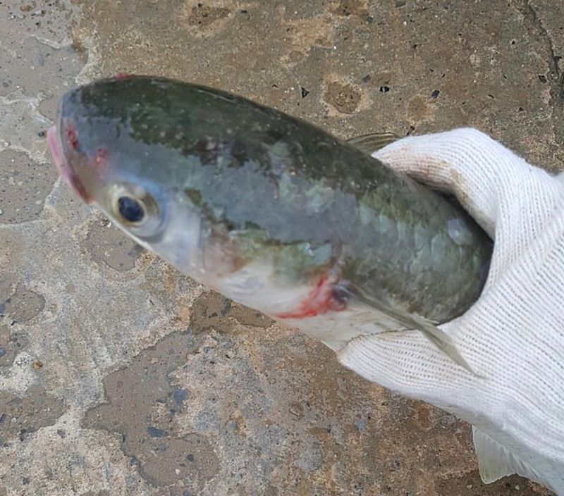 김진국님의 장터 판매 상품 [자연산 숙성 숭어 필렛 2kg 4kg 손질후 순살중량 기준 보리숭어] 첨부 사진