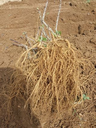 서산팔봉농원님의 자유주제 · 자유게시판 작성글 사진