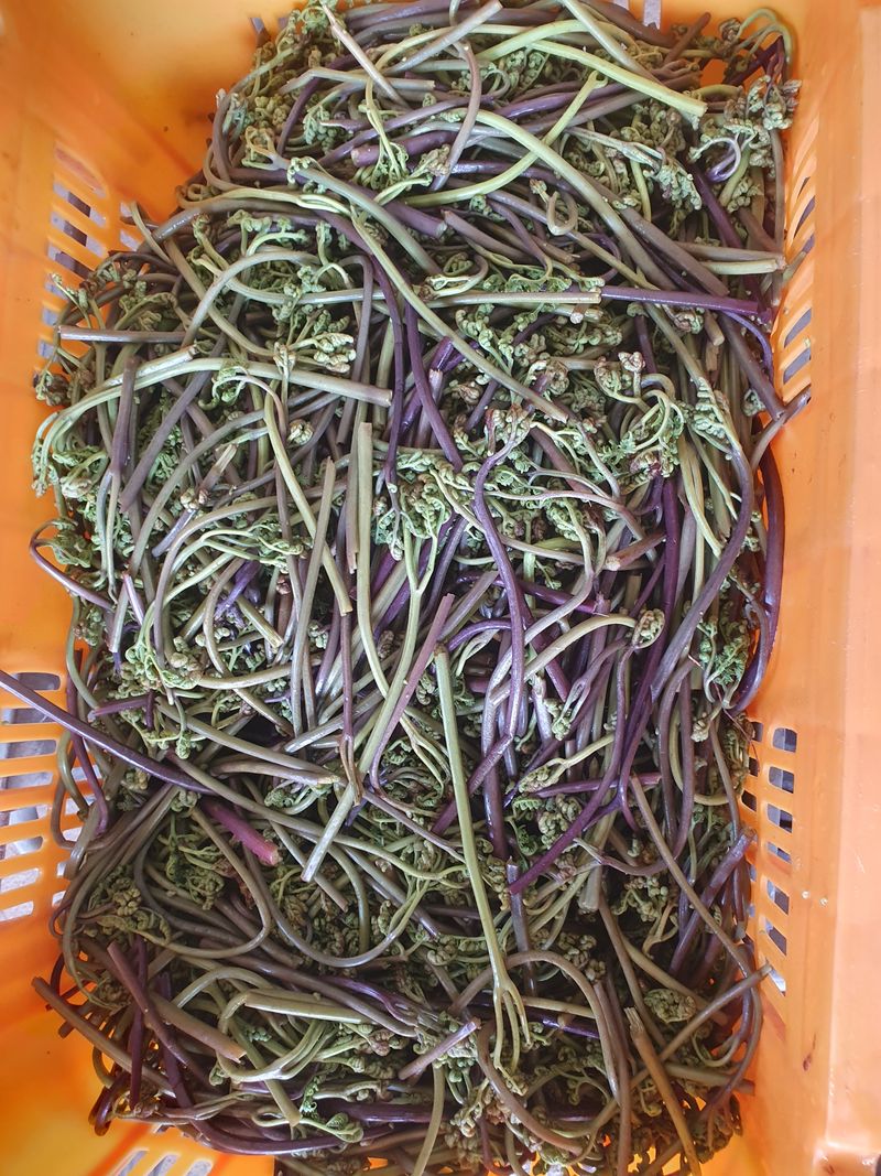 장터 상품 [제주도 고사리 말린고사리] 썸네일