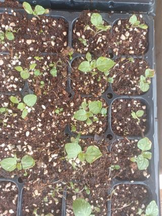 무료지식나눔 팜닥터님의 자유주제 · 자유게시판 작성글 사진