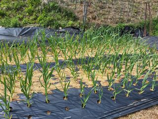 윤무섭님의 농사, 무엇이든 물어보세요! · 참여글 작성글 사진