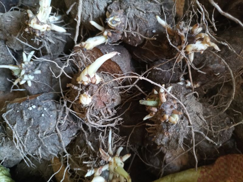 장터 상품 [둥근마 종근] 썸네일