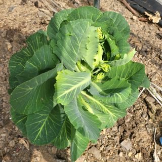 오케바리(옥경종)님의 자유주제 · 자유게시판 작성글 사진