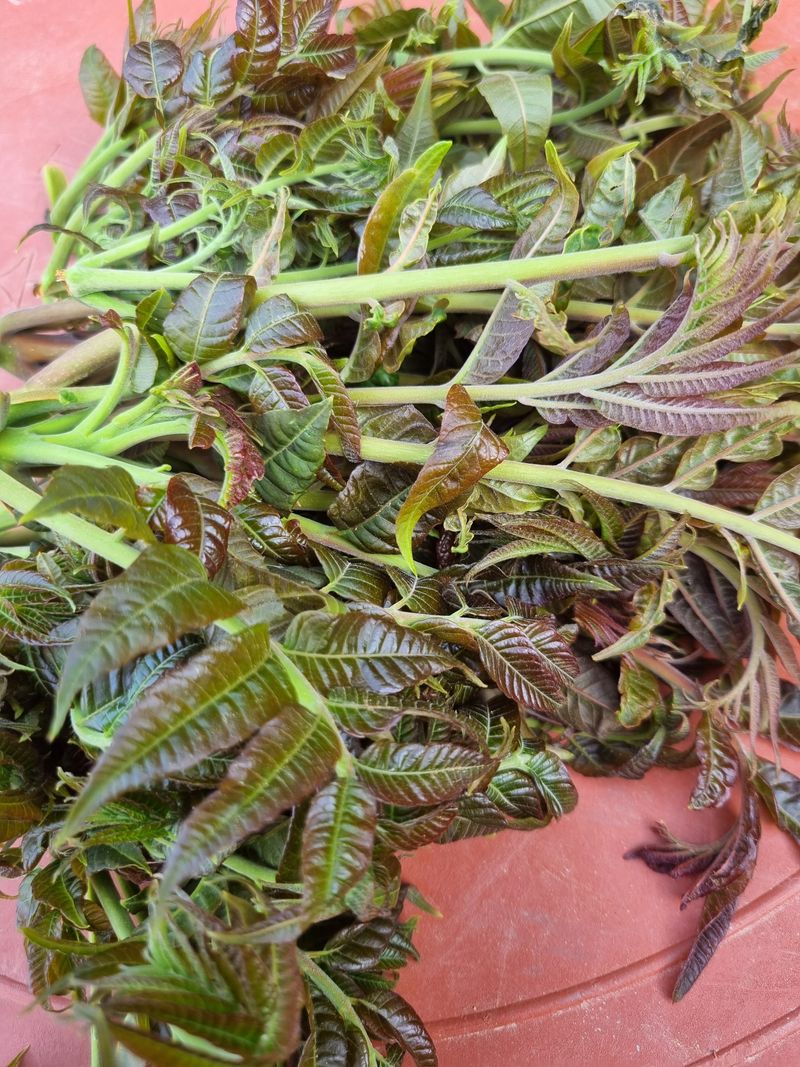 장터 상품 [참가죽순 2kg] 썸네일