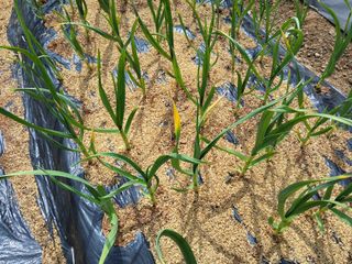 윤무섭님의 농사, 무엇이든 물어보세요! · 참여글 작성글 사진