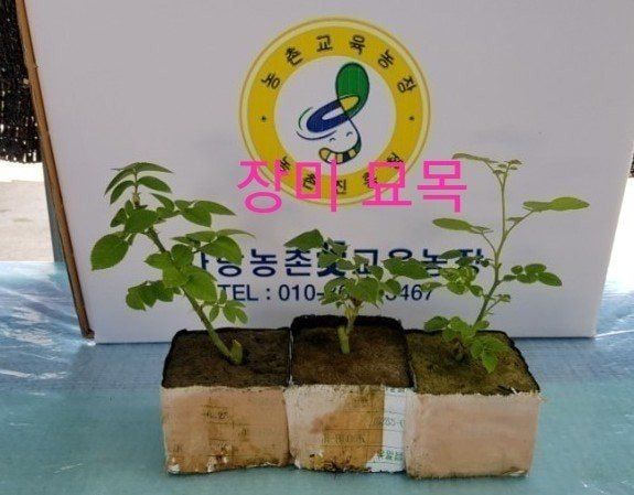 사랑꽃농장님의 장터 판매 상품 [신품) 예쁜 장미묘 1종(4개)] 첨부 사진