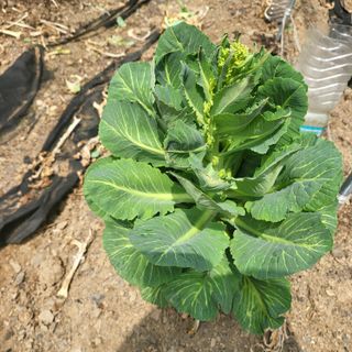 오케바리(옥경종)님의 자유주제 · 자유게시판 작성글 사진