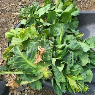 오케바리(옥경종)님의 자유주제 · 자유게시판 작성글 사진