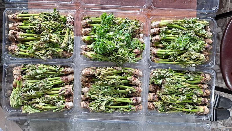 이상헌님의 장터 판매 상품 [산두릅/참두릅 500g] 첨부 사진