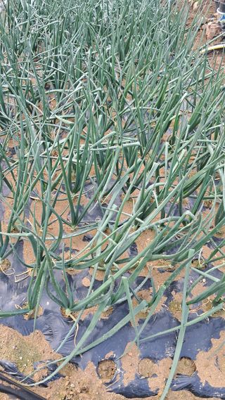 진요복님의 자유주제 · 자유게시판 작성글 사진