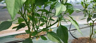 이준석님의 농사, 무엇이든 물어보세요! · 참여글 작성글 사진