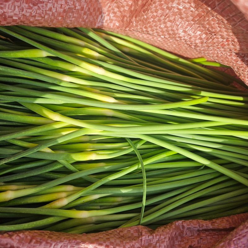 제주대정 방점순님의 장터 판매 상품 [제주도 햇마늘쫑 5kg] 첨부 사진