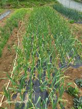 팜모닝 자유주제·자유게시판 게시글 이미지