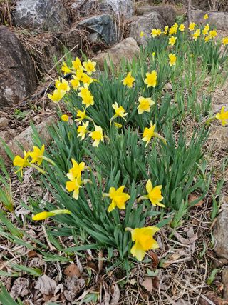 홍천산채농원님의 자유주제 · 자유게시판 작성글 사진